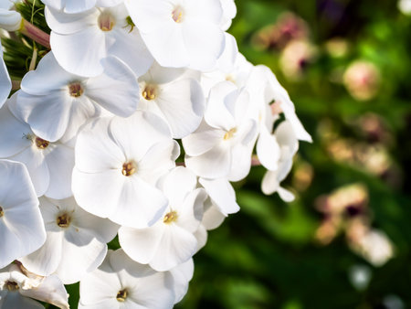 Bright white petals contrast against a backdrop of rich green leaves; this image radiates tranquility and is apt for meditation or relaxation visuals.の写真素材