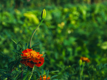 This image captures the delicate details of a blooming marigold amidst a serene green environment, perfect for wellness and tranquility themes.の写真素材