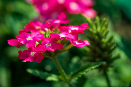 Vivid pink flowers in focus with a blurred background of leaves and buds.の写真素材