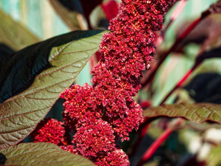 Radiant pink blossoms in sunlight, ideal for floral design backgrounds or nature-inspired projects.の写真素材