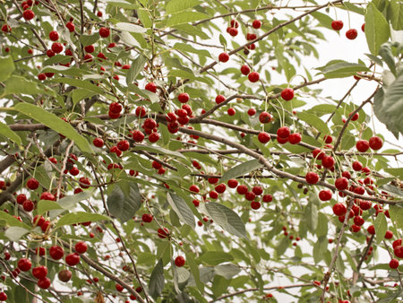 Ripe cherries adorn tree branches, surrounded by lush leaves; an epitome of summer's bounty and nature's generosity.の写真素材