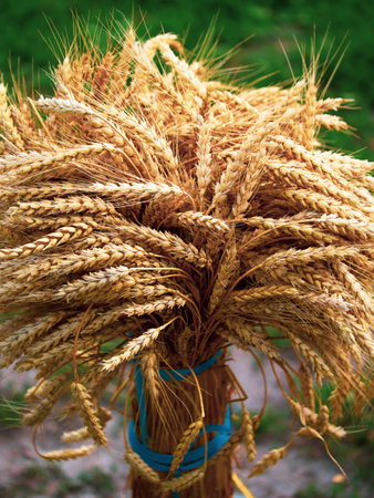 Agricultural imagery focusing on the detail of ripe wheatsheaves ready for processing.の写真素材