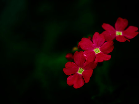 Blossoming red flowers contrast sharply with the dark green background, offering a visual representation of nature's vitality.の写真素材