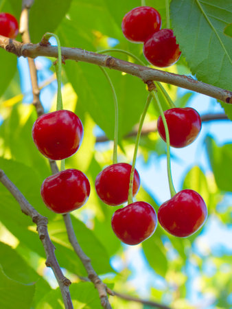Cherries with a glossy finish hanging from their stems, surrounded by bright green leaves in daylight.の写真素材