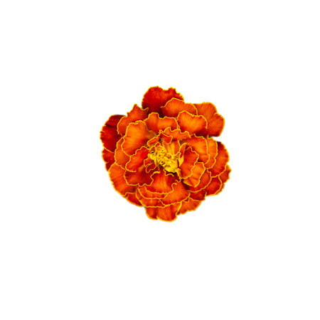 A solitary marigold flower displaying its unique patterned petals and bright colors; an excellent choice for greeting cards or decorative art pieces.の写真素材