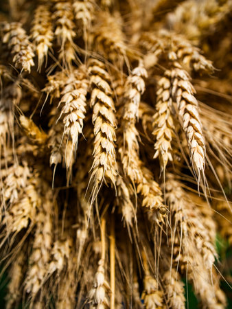 The image showcases mature wheat with prominent textures and warm tones, ideal for conveying concepts of growth, harvest, and natural abundance.の写真素材