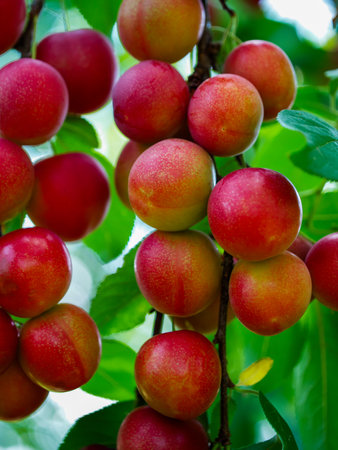 A close-up of cherry plums on a tree, showing their vibrant red color. Ideal for content related to healthy eating and nutrition.の写真素材