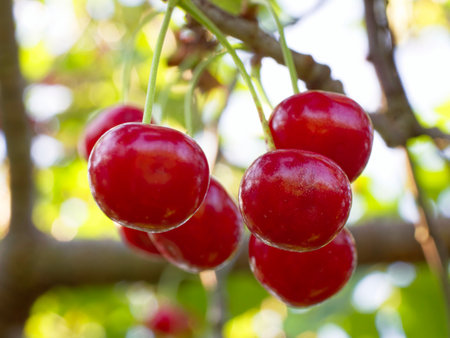 Sun-kissed ripe cherries hanging elegantly against a backdrop of lively green leaves portraying natural abundance.の写真素材
