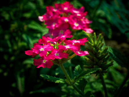 A vibrant cluster of pink flowers, with a green bud and leaves in the background.の写真素材