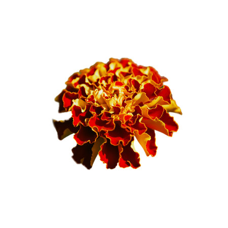 Nature's Vibrancy: A marigold's vibrant colors captured in a natural, detailed display. Uses: Photography portfolios, environmental awareness campaigns.の写真素材