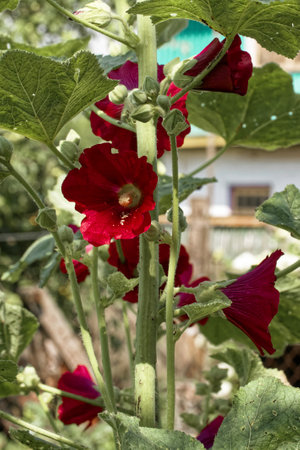 The photo captures the rich color of red flowers amidst bright green foliage.の写真素材