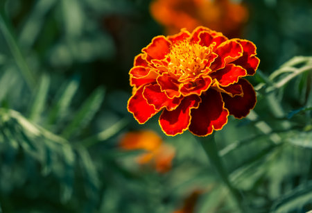 Vivid Orange Marigold: Bright orange marigold with detailed petals against green foliage. Uses: Floral designs, horticulture websites, plant identification guides.の写真素材