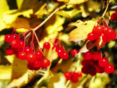Autumn Berries: Red berries and yellow leaves on branches, signaling fall's arrival.の写真素材