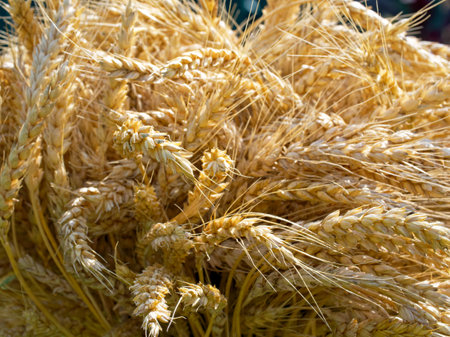 Detailed textures of ripe wheat offer a visual treat; this image is apt for themes related to agriculture, nature, and organic products.の写真素材