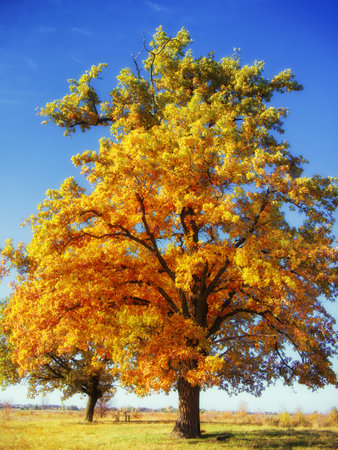 Golden leaves on a tree, blue sky, grass; autumn serenity, use in nature themes. Tree with yellow leaves, grassland, clear sky; fall tranquility, ideal for seasonal content.の写真素材