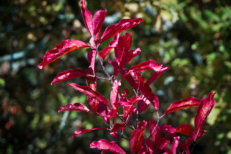Red leaves in focus, green-yellow backdrop, concept of nature's beauty, mood is bright and lively.の写真素材