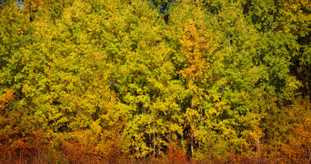 Dense trees with yellow-green leaves, suggesting a lush, serene forest. Trees with yellow and green leaves, indicating a peaceful natural environment.の写真素材