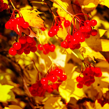 Fall's Vibrancy: Bright berries and yellow leaves, capturing autumn's vibrant essence.の写真素材