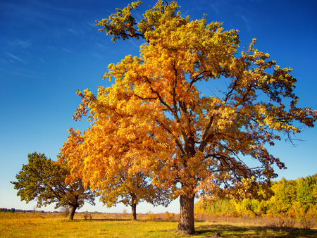 Autumn landscape with a big tree on a background of blue skyの写真素材