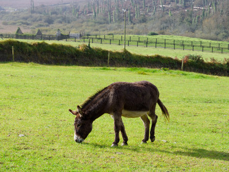 A donkey stands in a green field with trees and a fence in the background during daylight, appearing calm and grazing.の写真素材