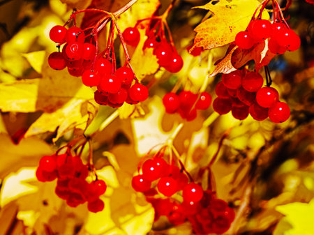 Nature's Transition: Red fruit contrasted with golden leaves, reflecting autumn's change.の写真素材