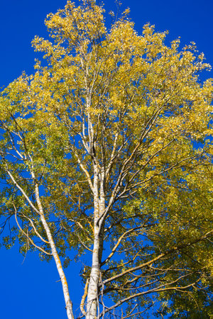 Golden Canopy: The aspens' golden foliage reaches into the azure expanse, marking a tranquil autumn day.の写真素材
