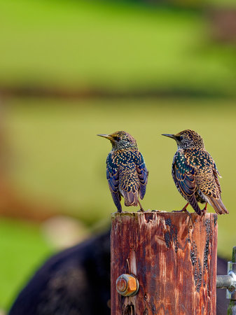 Starlings on Post. Two starlings perched attentively on a wooden post, vibrant greenery in the...