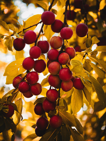 An image highlighting the contrast between the red cherry plums and foliage. Perfect for designs needing a pop of color.の写真素材