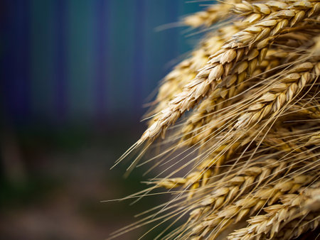 Sharp detailed capture of matured grain stalks against a soft-focus background epitomizing natural abundance & farm life.の写真素材