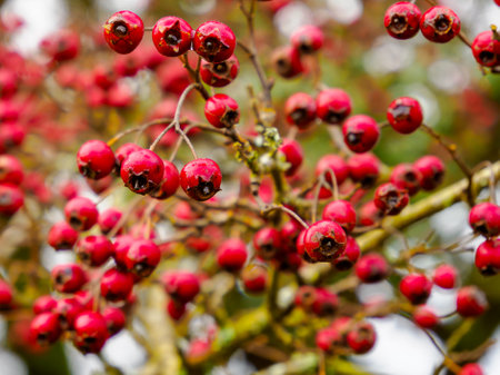 The object in the image is a branch of hawthorn berries. The berries are small, red, and round. They...