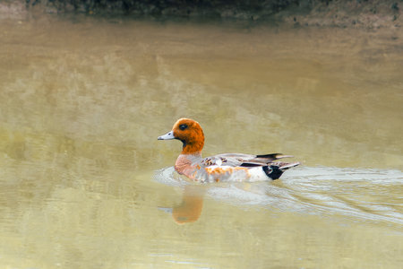The stillness of the water is broken by the gentle ripples created by a duck as it navigates its way through the calm pond.の写真素材