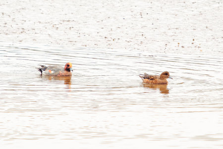 Two ducks, one male and one female, swim peacefully on a calm lake, reflecting the tranquility of their natural habitat.の写真素材