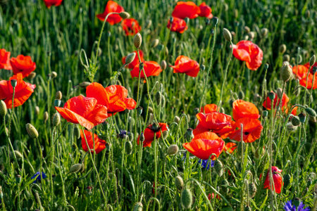 A field of vibrant, red poppy flowers.の写真素材