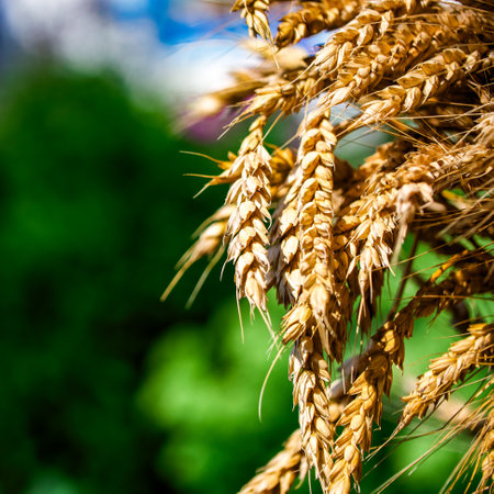 Golden ripe wheat close-up with a soft green backdrop highlights nature's productivity and beauty.の写真素材
