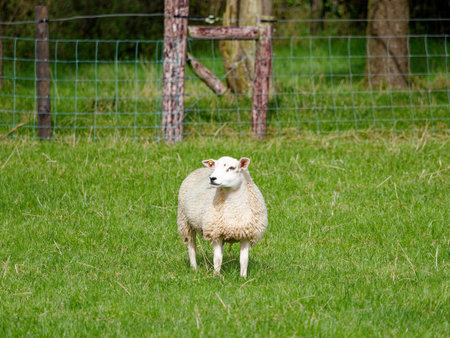 Sheep Grazing. A solitary sheep grazes in a verdant field, enclosed by a fence with trees in the distance, during daylight.の写真素材