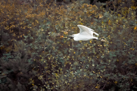 A majestic egret soars above a dense forest canopy.の写真素材