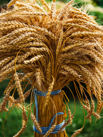 Upright wheat bundle tied neatly with ribbons amidst a garden setting.の写真素材