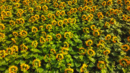 Sunflower flowers in the field, top view.の写真素材