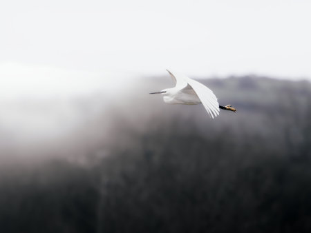 Misty Morning Glide. An egret soars through dawn's mist, its white plumage a stark contrast to the shadowy woods below.の写真素材