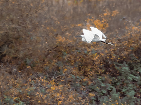 A white bird gracefully navigates a sea of green. A majestic egret soars above a dense forest canopy.の写真素材