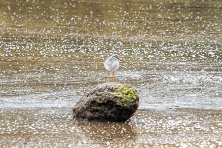 A single bird with gray and white feathers stands on a round, dark gray rock in a body of water, partially submerged. The water is covered in a reflective, shimmery pattern.の写真素材