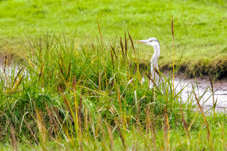 A gray heron. The heron is standing in tall grassy vegetation. A marshy area. The tall grass and the water. The heron stands in the grass to hunt for fish or other small creatures.の写真素材