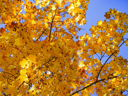 Bright leaves, sky, branches, quiet ambiance, fall season.の写真素材