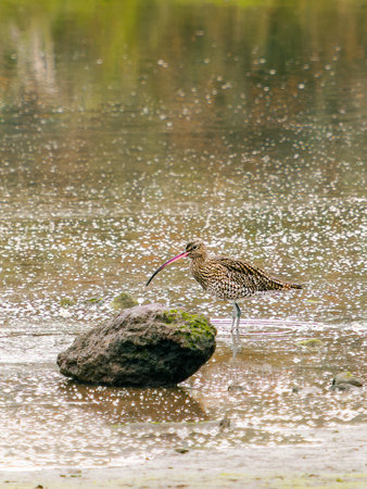 A Eurasian Curlew stands in shallow water with its long beak, next to a large, moss-covered rock. The water's surface is dotted with small, shimmering reflections.の写真素材