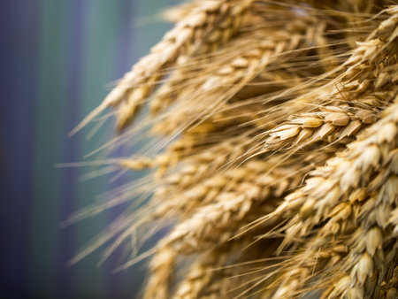 Detailed imagery of ripe wheat signifying growth, harvest time, and nature's bounty in agriculture.の写真素材