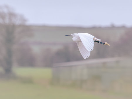 The delicate beauty of a white egret in flight against a backdrop of hazy, dreamlike colors evokes a sense of tranquility and peace.の写真素材