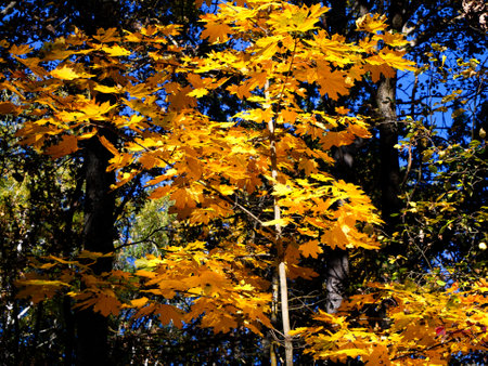 Seasonal Spotlight: A single tree with radiant leaves stands out in the forest's fall tapestry.の写真素材