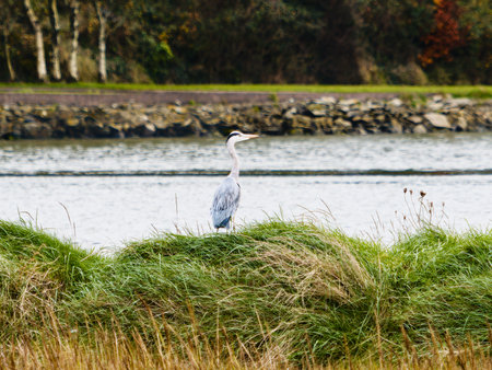 A gray heron stands gracefully on tall grass overlooking tranquil water amid autumn foliage.の写真素材