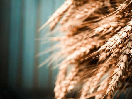 Wheat ears in sharp focus against a blurred backdrop embodying farm life & organic produce themes.の写真素材