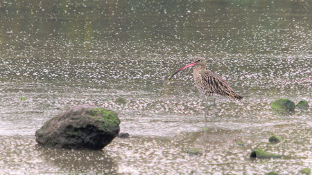 A Eurasian Curlew, wades through shallow, still water, its long, curved beak pointed towards the ground. The water reflects the surrounding environment, creating a mottled, speckled surface.の写真素材